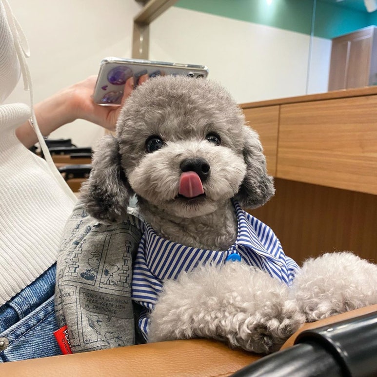 에드비붙임머리 이미지