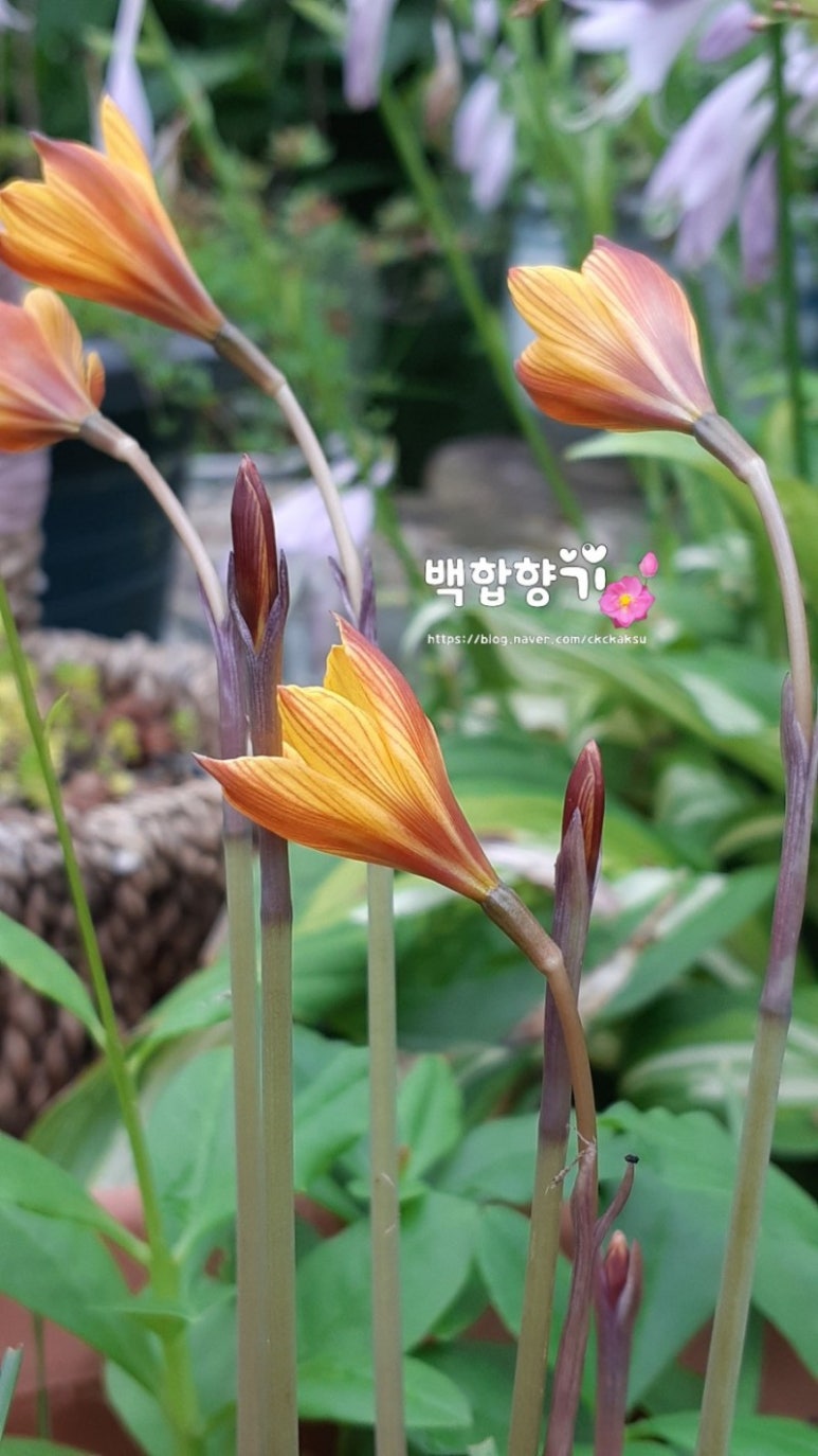 백합선물 이미지