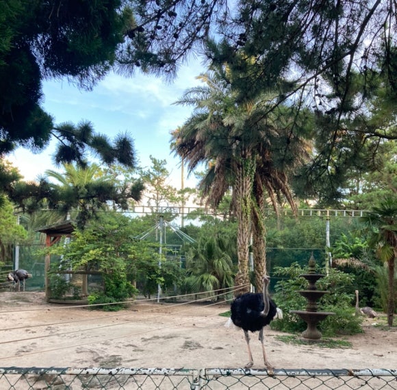 마시레흑돈 이미지