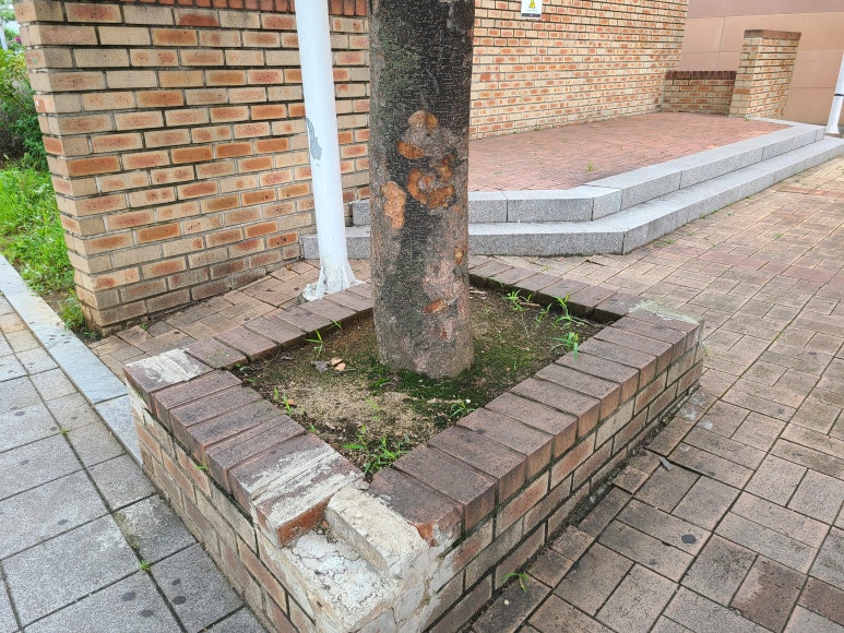 바른담뱃잎 이미지