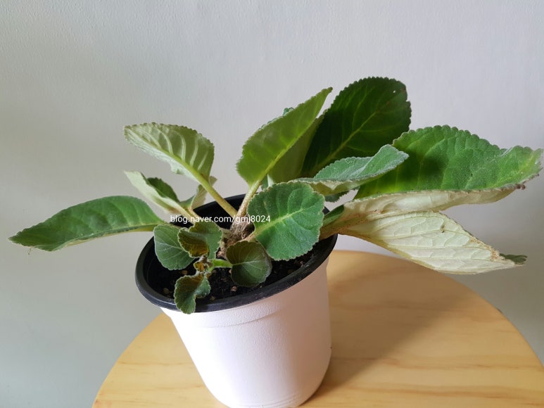 구내기 이미지