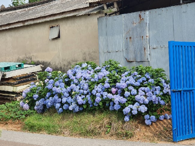 동구밖과수원 이미지
