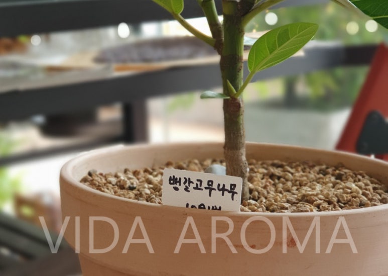 상록수화원 이미지