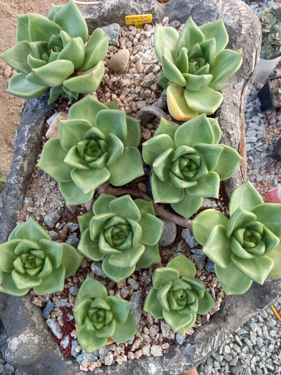 마실다육 이미지