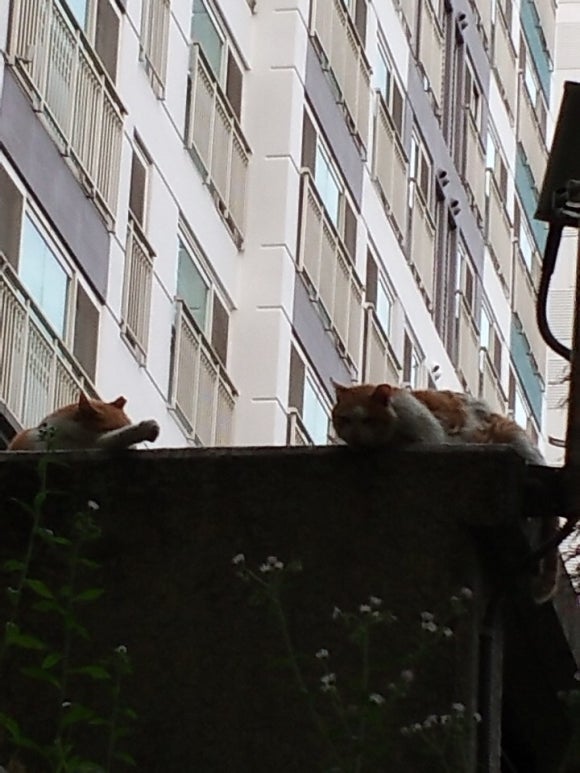 덕이내 이미지