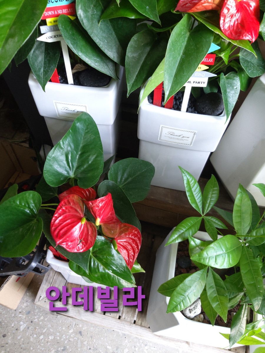 산청꽃집 이미지