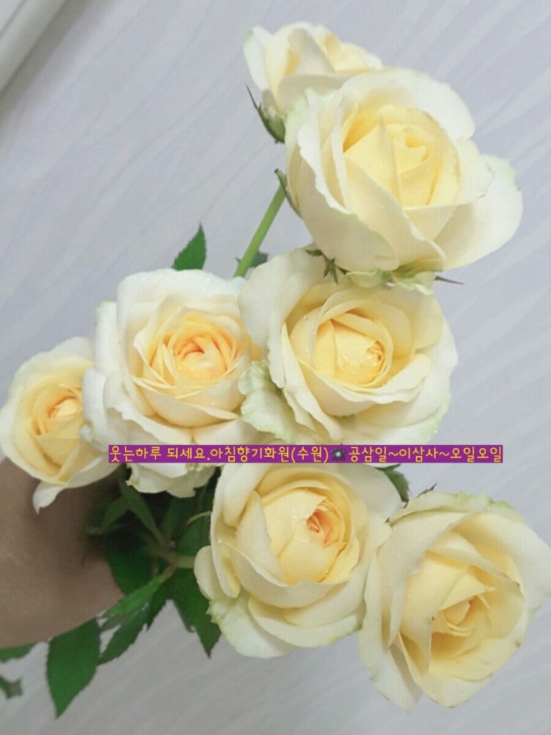 아침향기화원 이미지