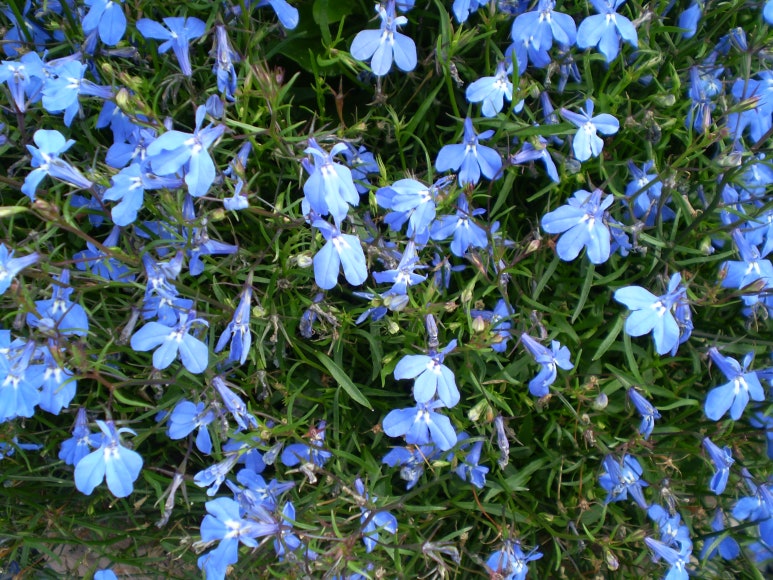 로벨리아(lobelia) 이미지