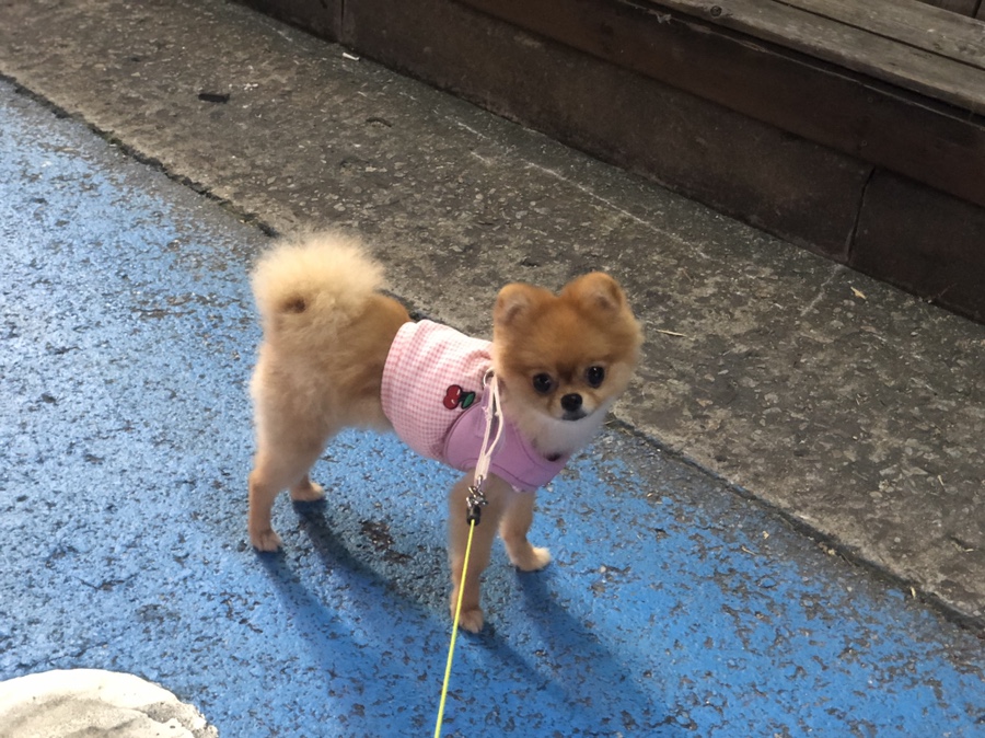 아마스빈안산 이미지