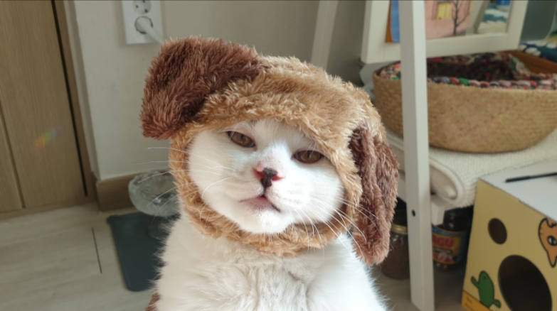 보보네 이미지