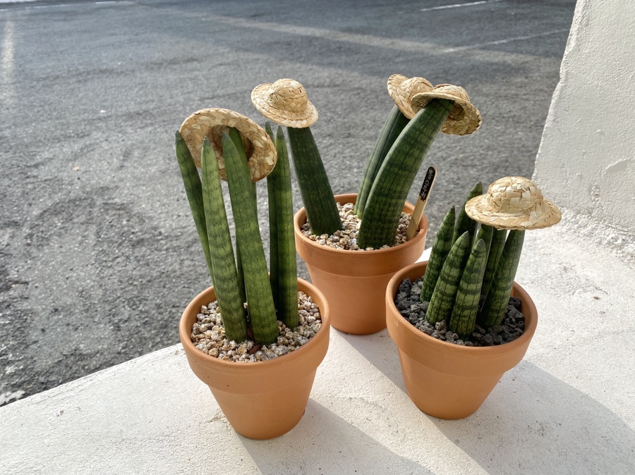 정화상회 이미지