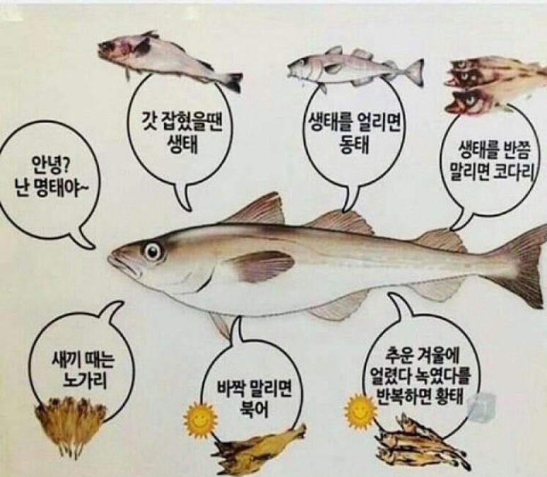 백년명태 이미지