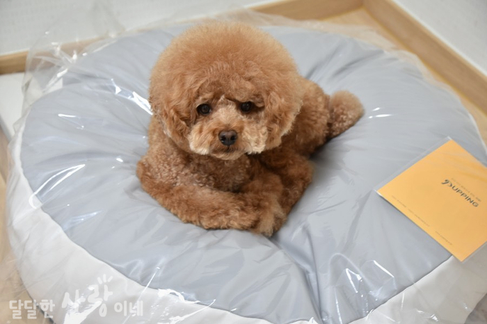 뒹굴개 이미지