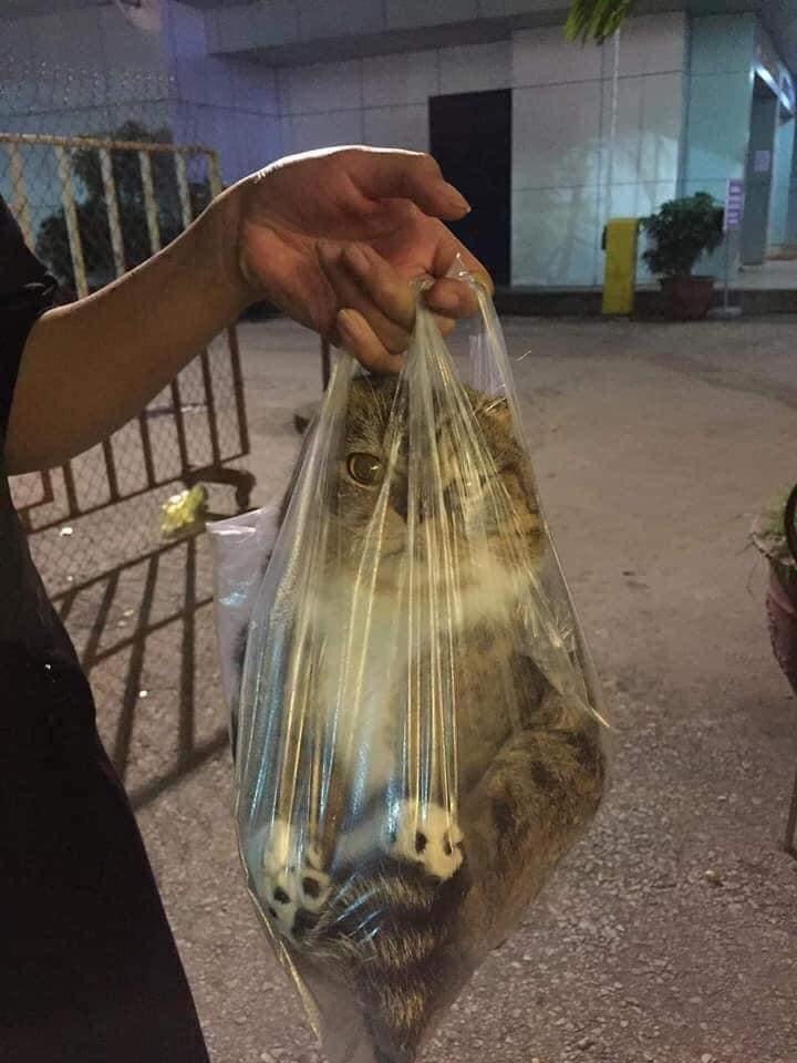 메옹이 이미지
