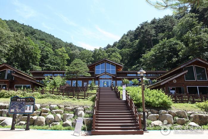 대관령 치유의 숲 이미지