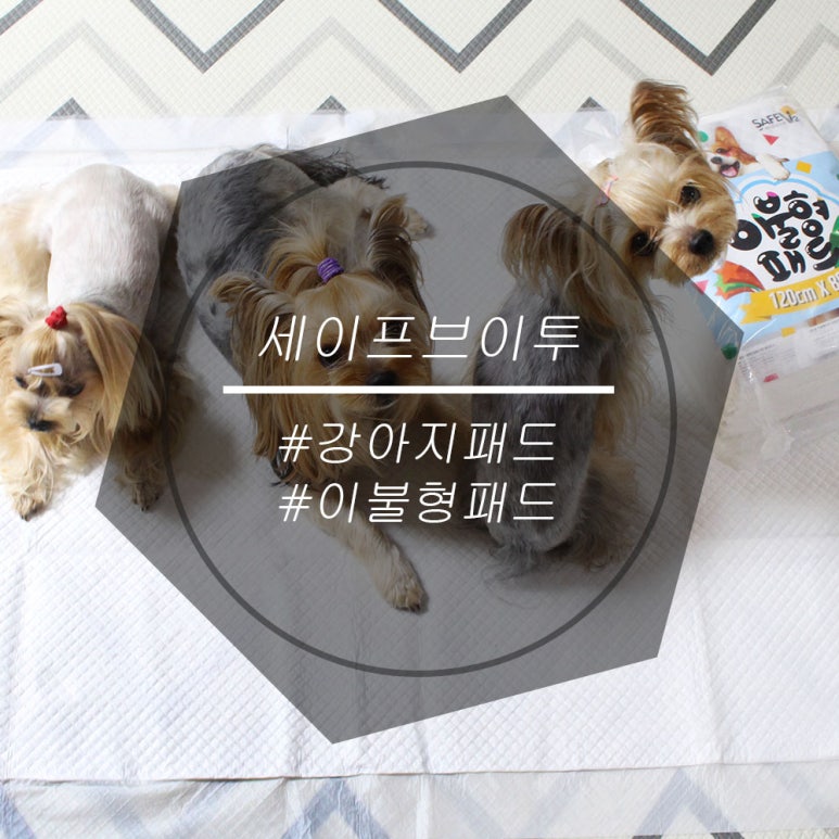 세이에프 이미지
