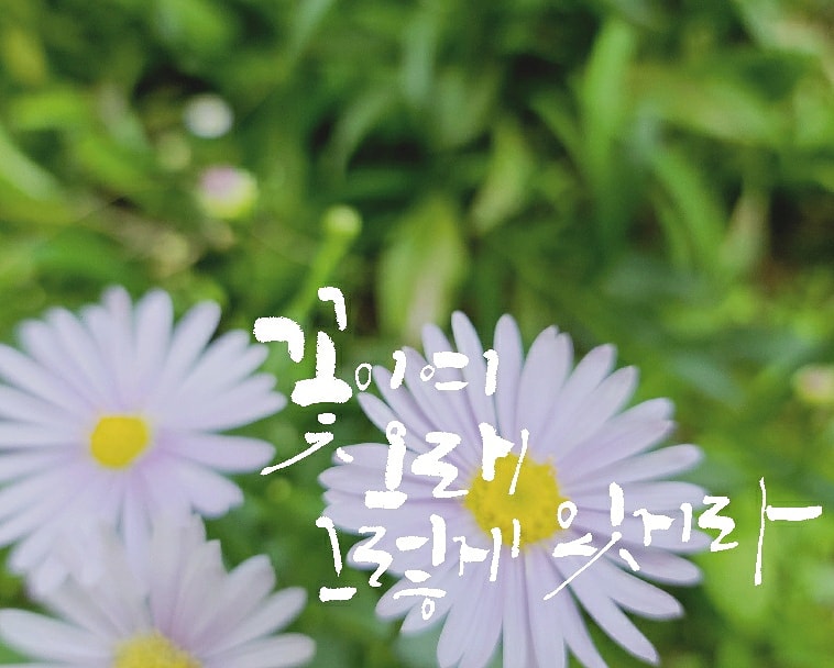 세곡자전거 이미지
