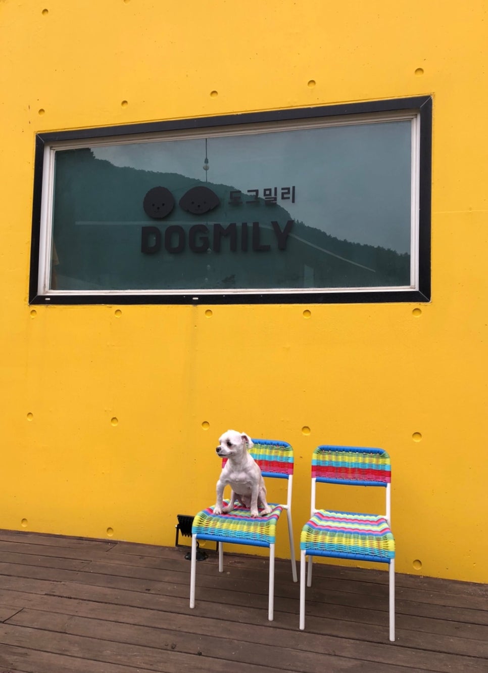 도그밀리 이미지