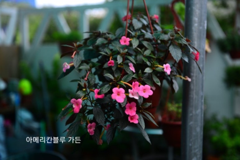 참_Charm 이미지