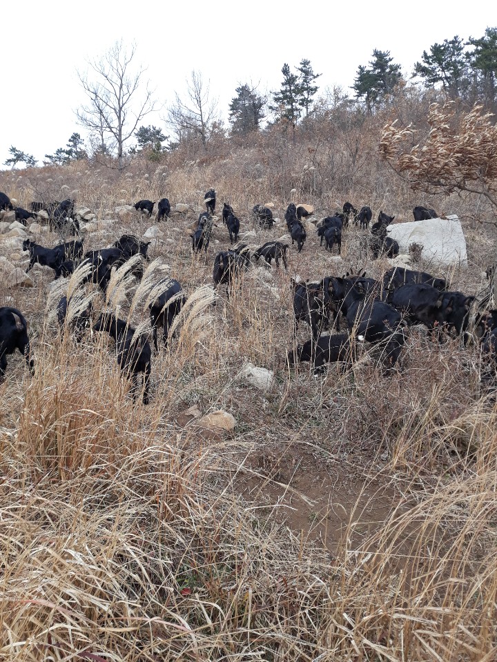 약산흑염소 이미지