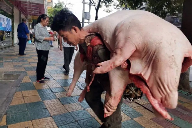 별난돼지 이미지