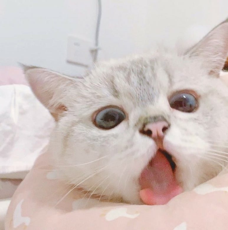 슈뢰딩거 이미지