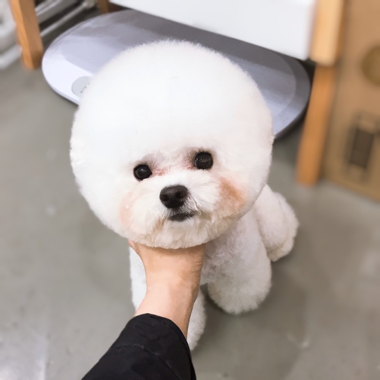 쓰담쓰담 이미지