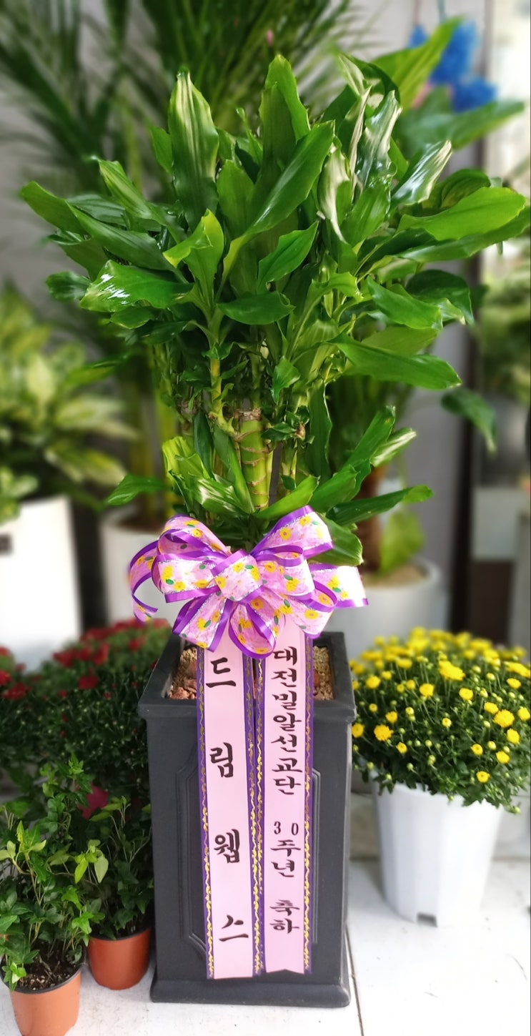 대전꽃집안나플라워 이미지