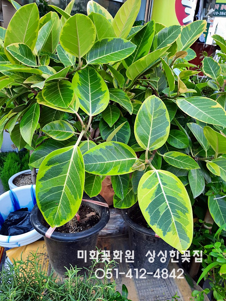 미화화원 이미지