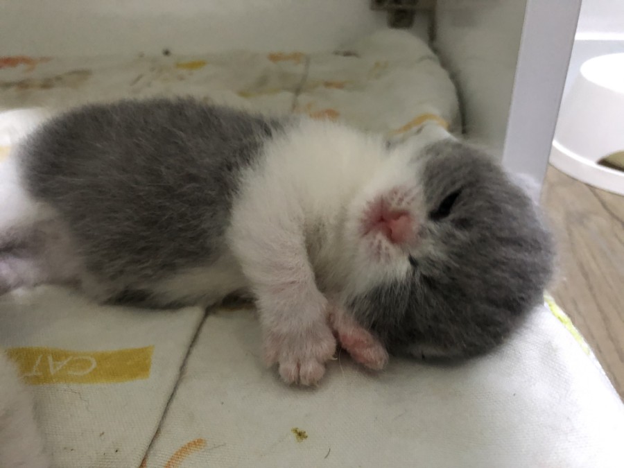 샵콕 이미지