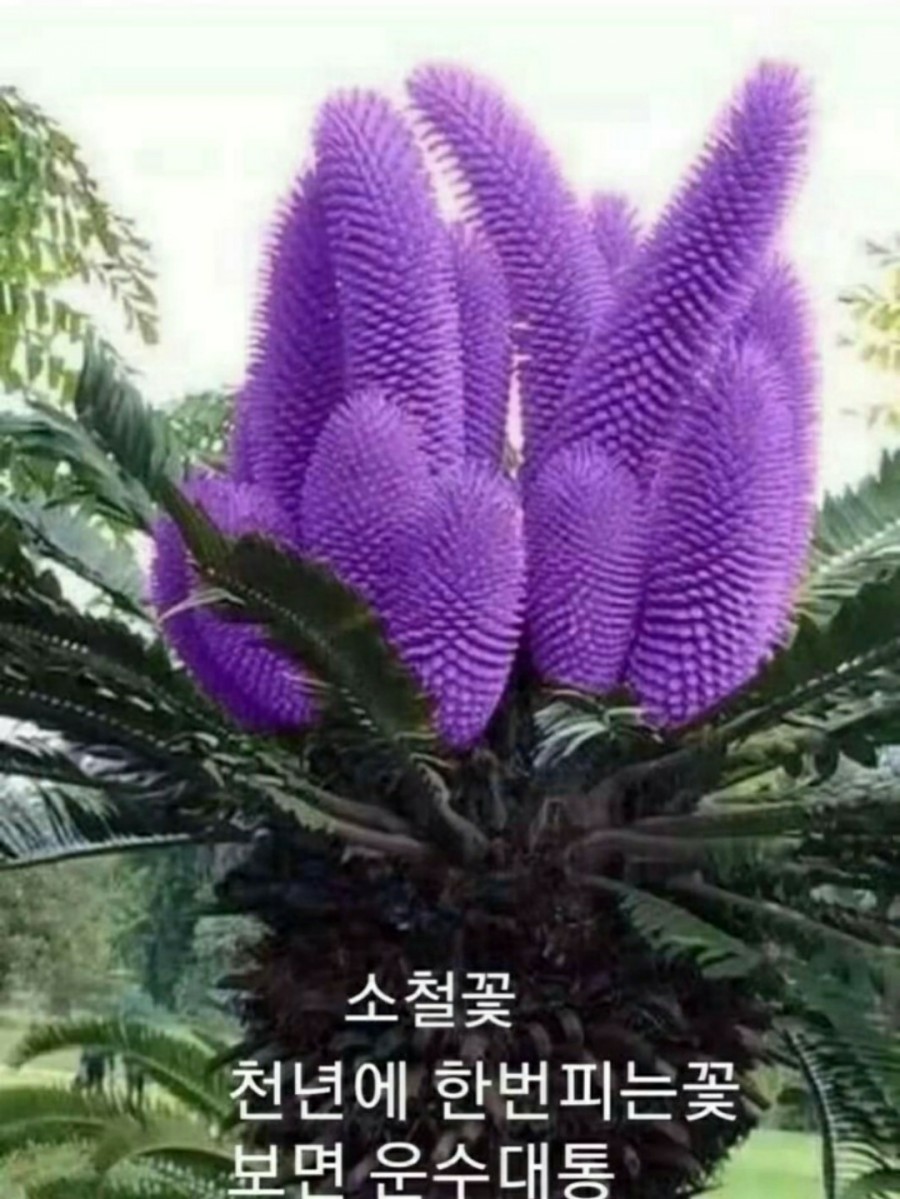 코디스코 이미지