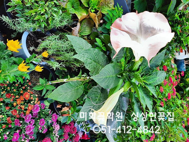 미화화원 이미지