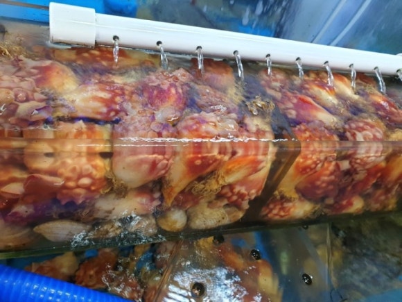 원조부산꼼장어 이미지
