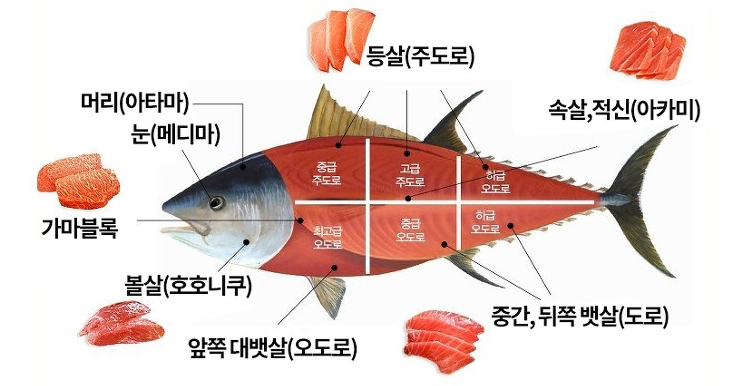 참치라이더 이미지