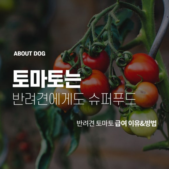 토마토푸드 이미지
