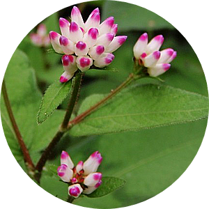 고마리(주) 이미지