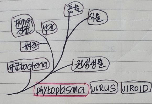 오동담배 이미지