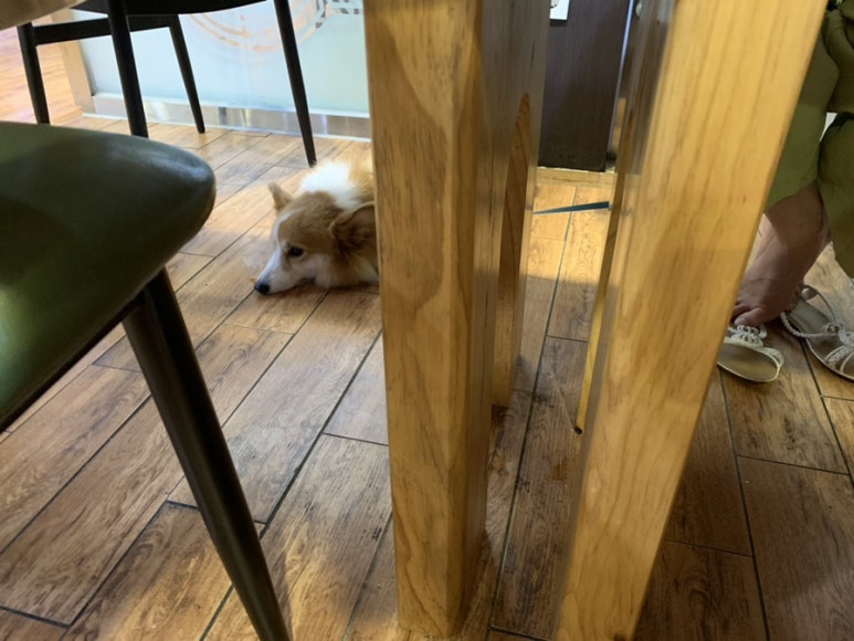 복실이식당 이미지