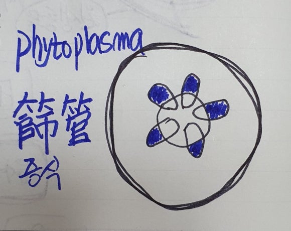 오동담배 이미지