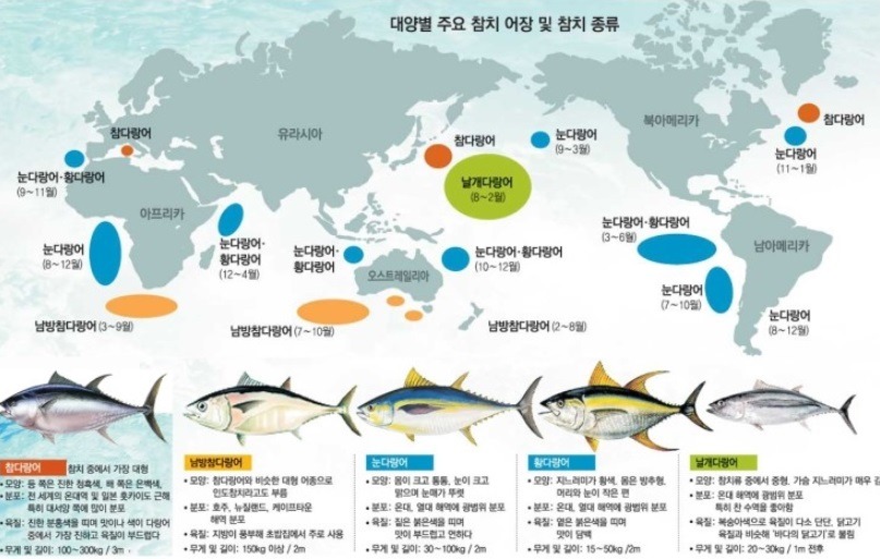 필참치 이미지