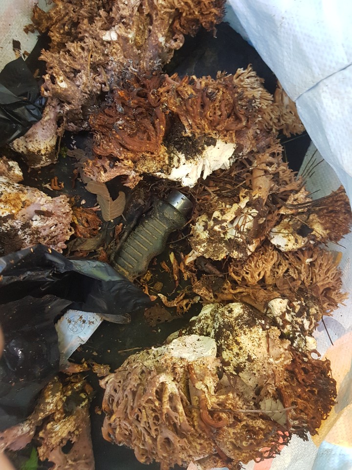 지구촌더불어숲 이미지