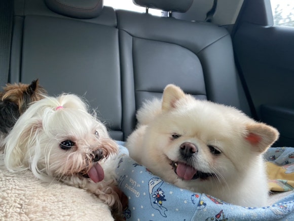 울산제일충전소 이미지