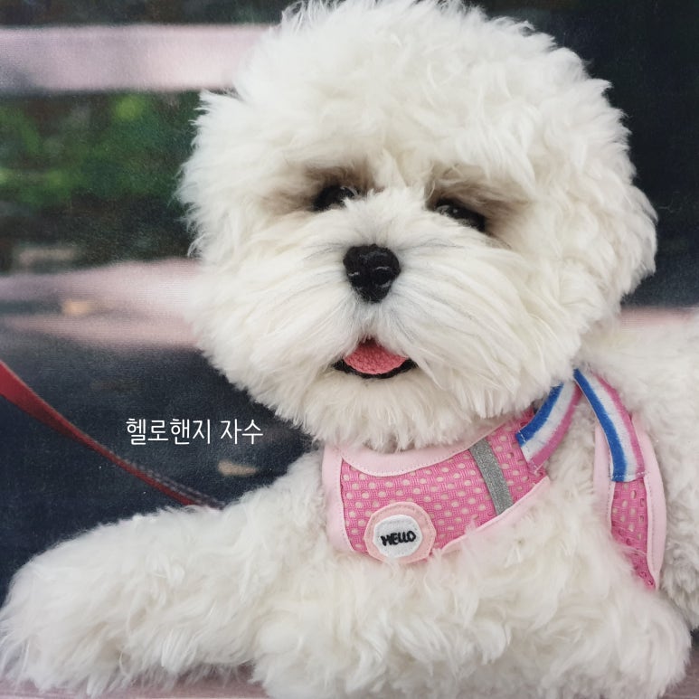 헬로핸지 이미지