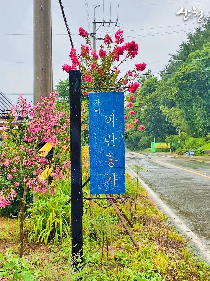 파란홍차 이미지