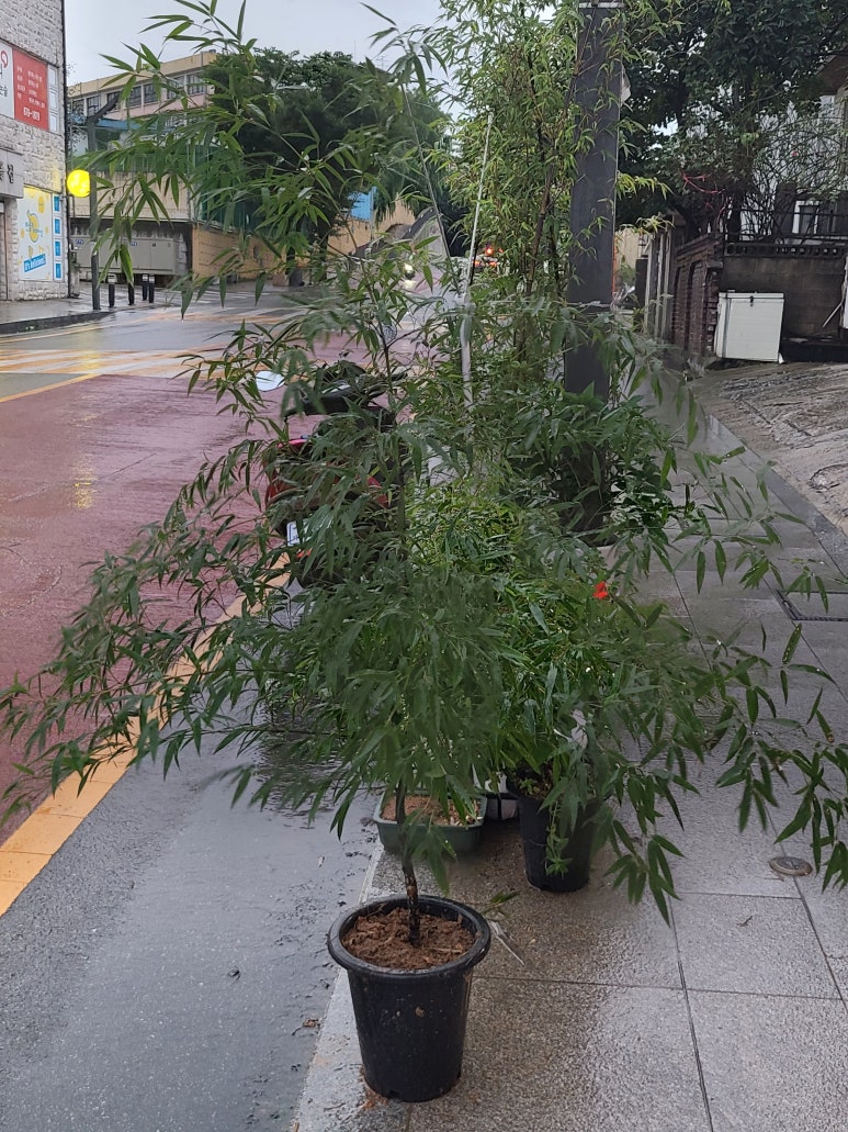 봄내화원 이미지