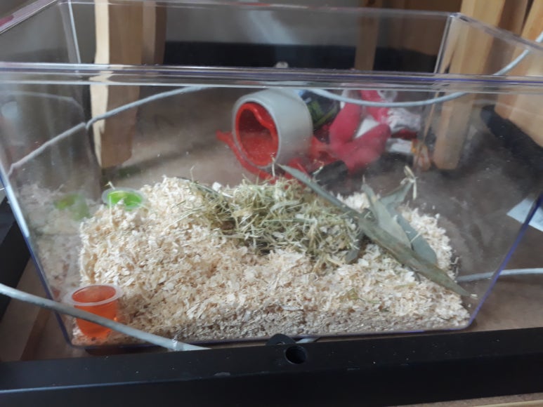 카발통 이미지