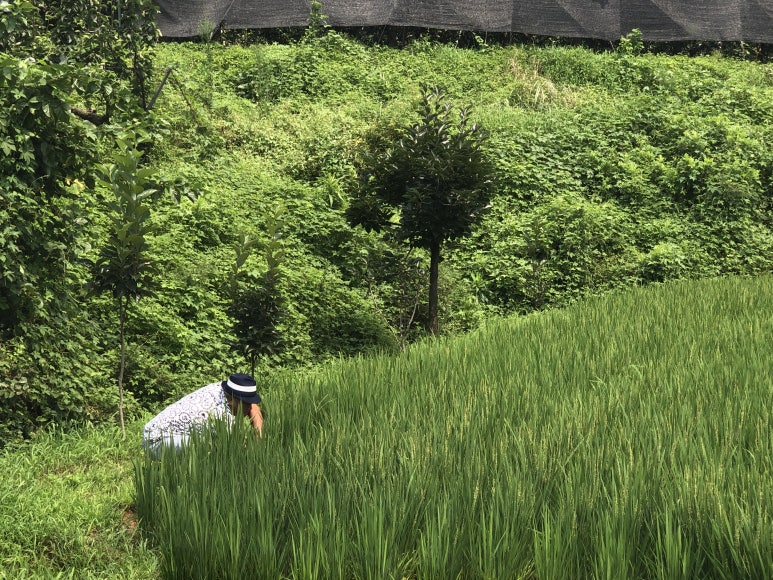 삼백기지떡 이미지