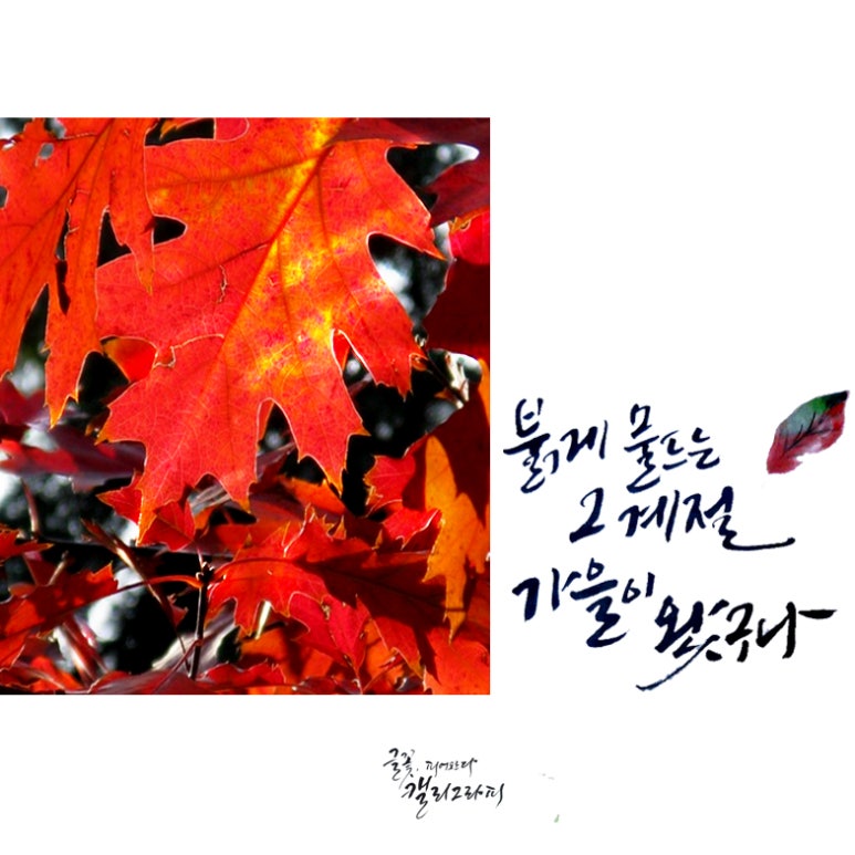 글꽃캘리그라피 이미지