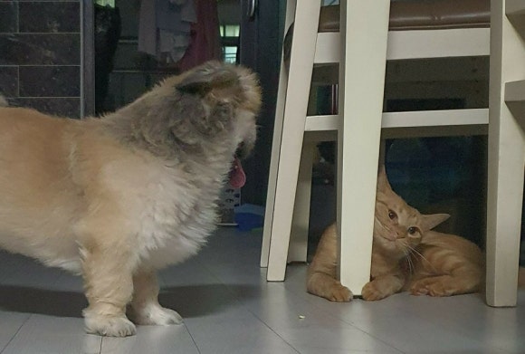 오크닭 이미지