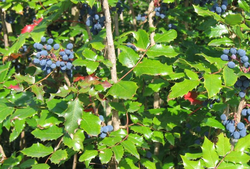 그레이프Grape 이미지